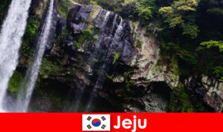 Jeju i Sydkorea den subtropiske vulkanske ø med fantastiske skove for udlændinge