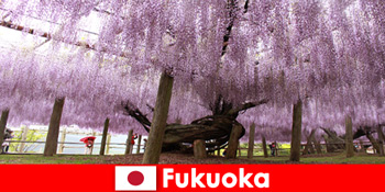 Naturture for fremmede i fukuoka-Japans uberørte natur
