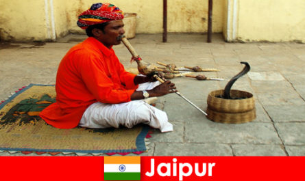 I Jaipur Indien oplever vacationers slangedanse og underholdning i de travle gader