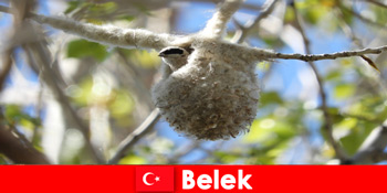 Naturturister oplever en verden af træer og fugle i Belek Tyrkiet