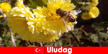 Oplev smuk fauna og flora i Uludag Tyrkiet