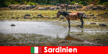 Oplev vilde dyr og natur helt tæt på som fremmede i sardiner Italien