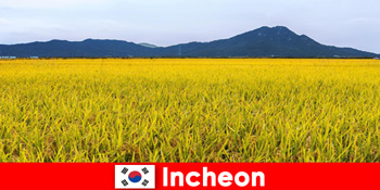 Incheon Sydkorea naturferie for elskere mellem flora og fauna