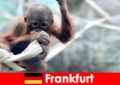 Frankfurt Familieudflugt i Tysklands næstældste zoologiske have